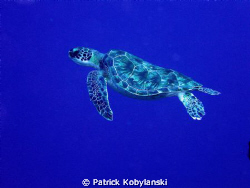 I'll never get tired of turtles... by Patrick Kobylanski 